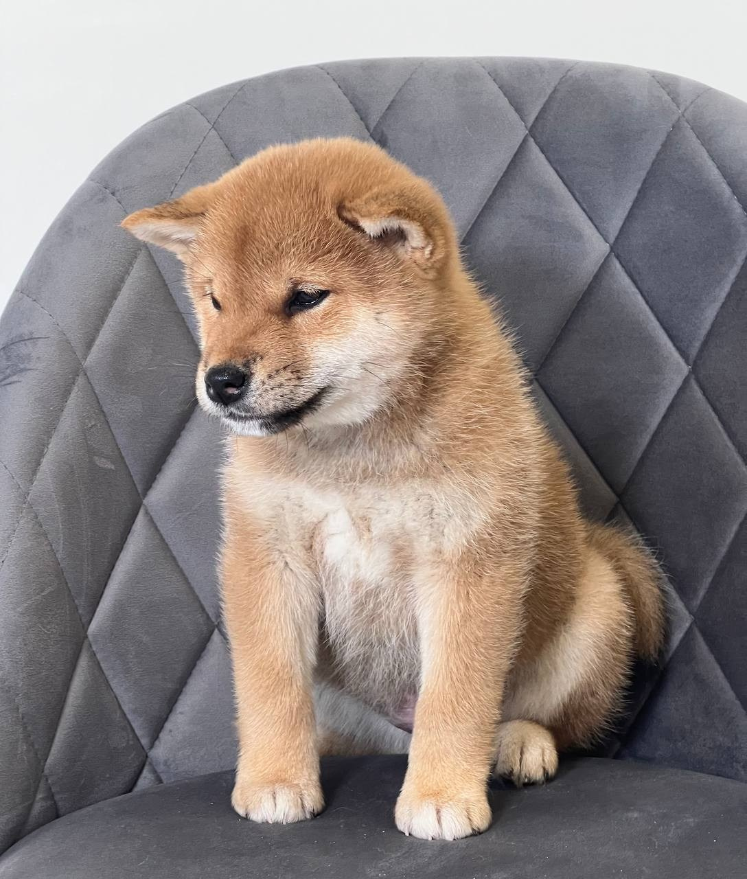 сиба питомник Рубилайт щенки на продажу rubylight  сиба щенки купить СПб Санкт-Петербург 