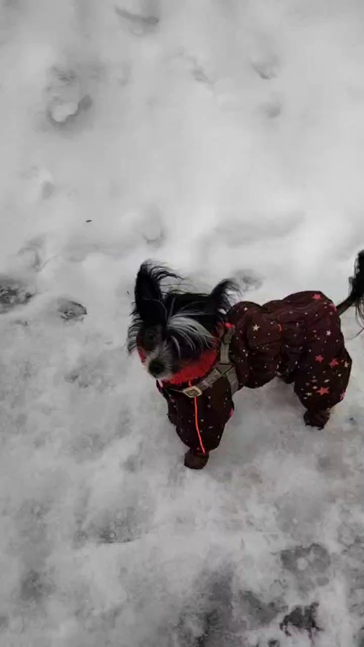 2 года помету V!. Питомник китайских хохлатых собак Poale Ell: купить щенка в питомнике