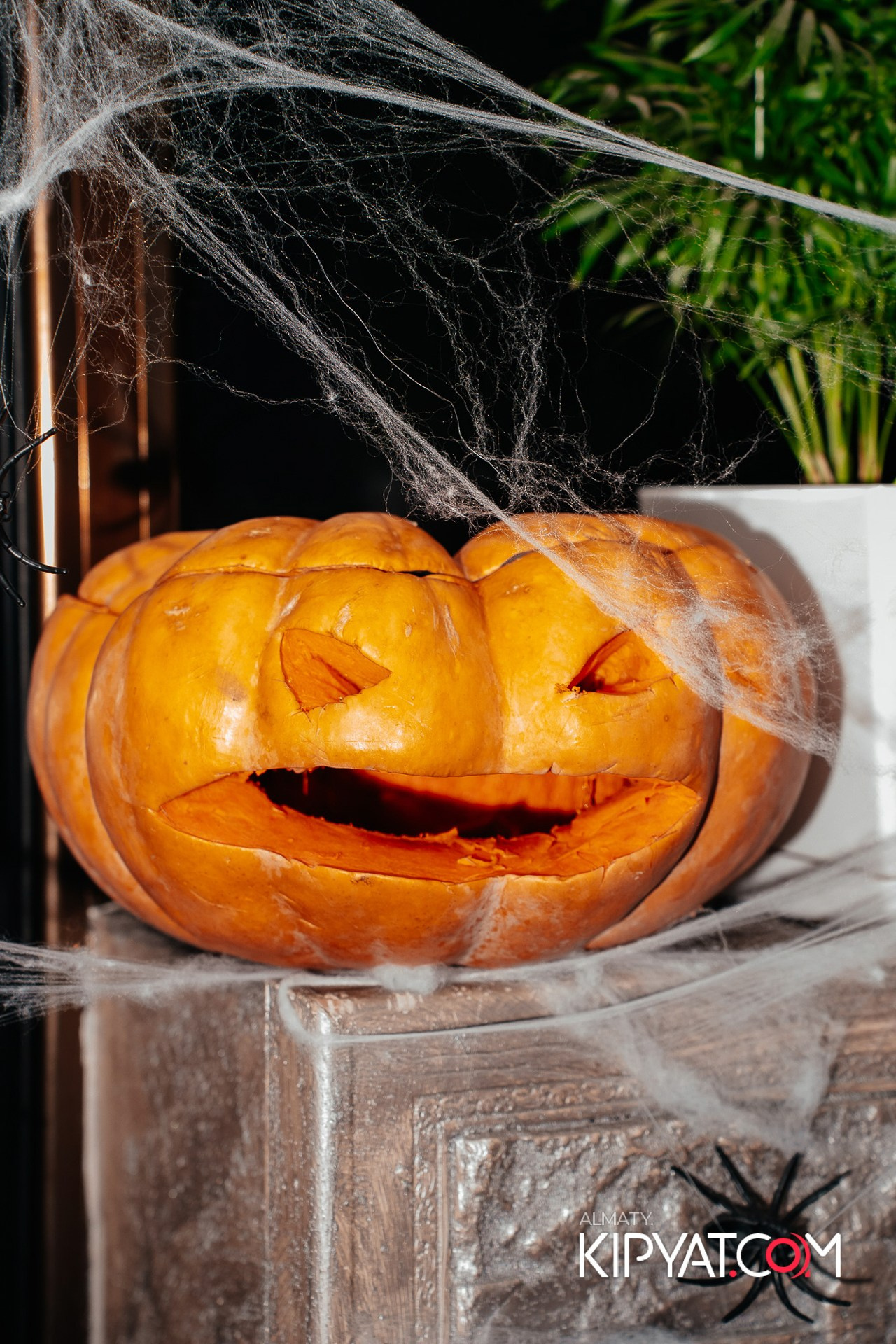 УХО И МЕДВЕДЬ НА ГАГАРИНА. КИПЯТКОМ АЛМАТЫ!