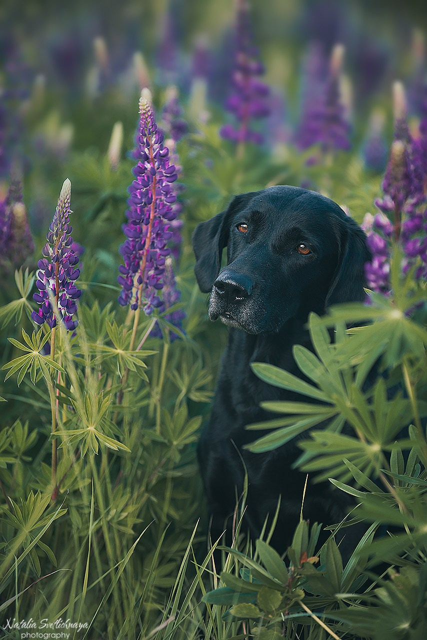 Лабрадоры в люпинах. Фотограф-анималист Наталья Светличная