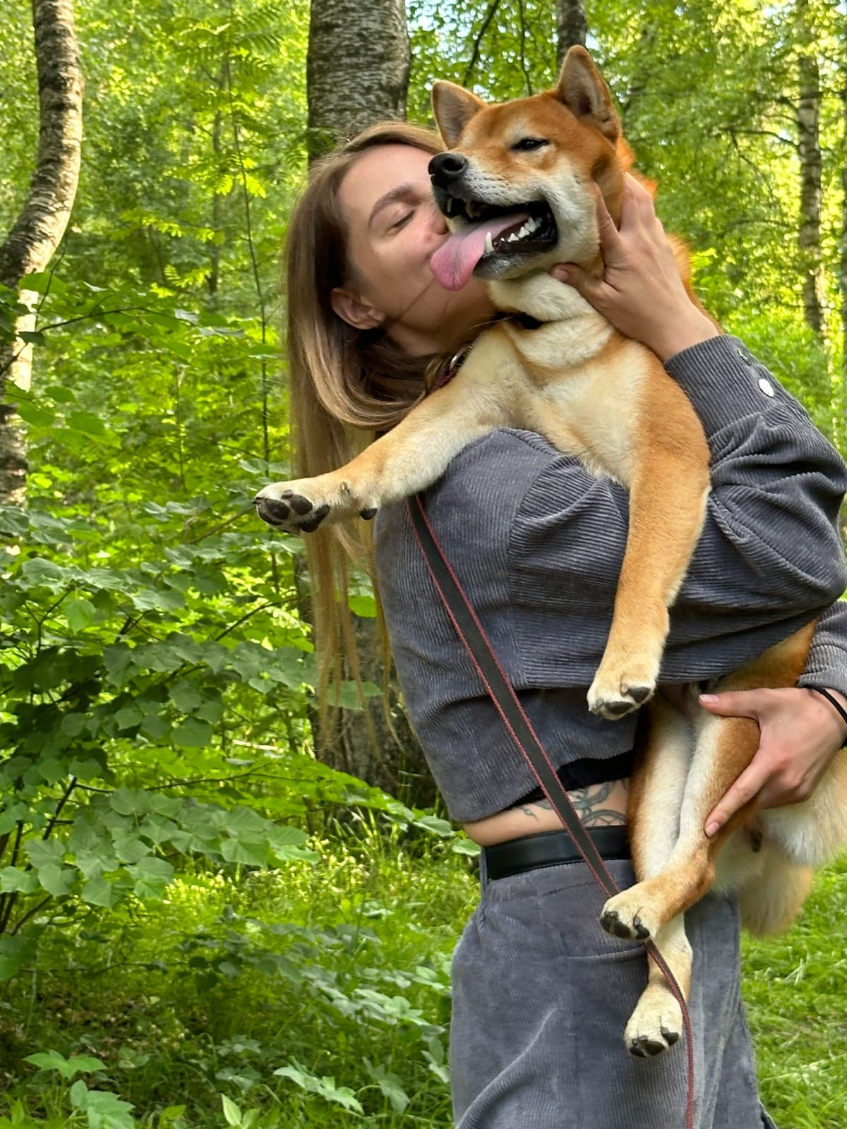 Сиба RUBYLIGHT Taddeus питомник Рубилайт 