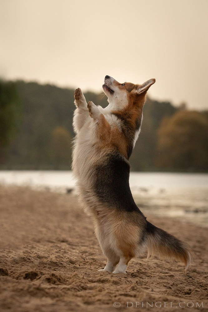 Корги в осеннем парке. Фотограф-анималист Natalia Deingel | Фотосъемка собак в Москве