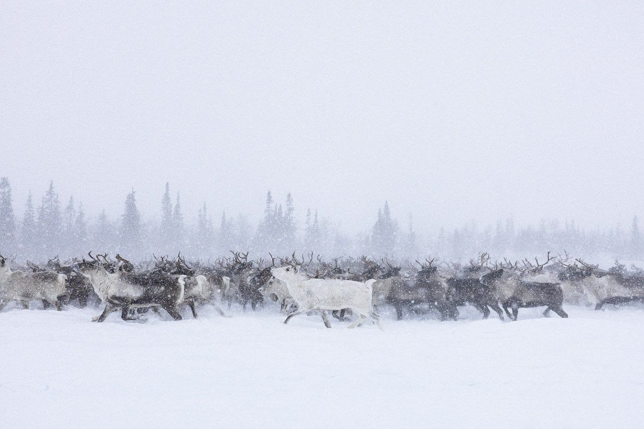 ТОП 20 лучших кадров марта 2026. Репортажный фотограф в Сочи — Михаил Мордасов