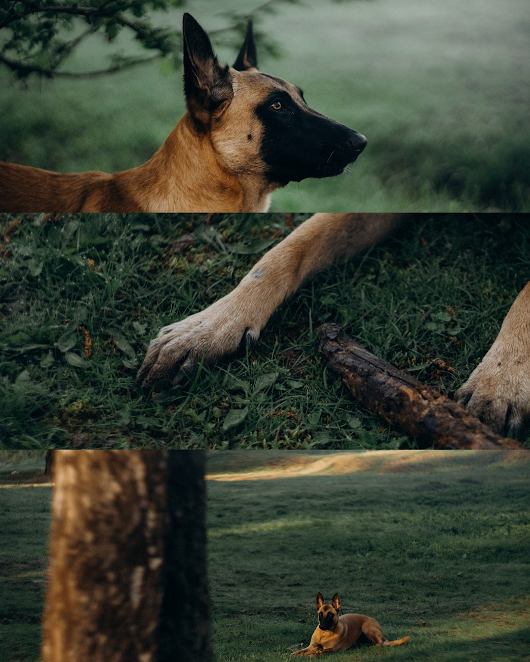 Наталья, Сергей и Уна. Фотограф анималист в Москве и Санкт-Петербурге Свиридова Анна