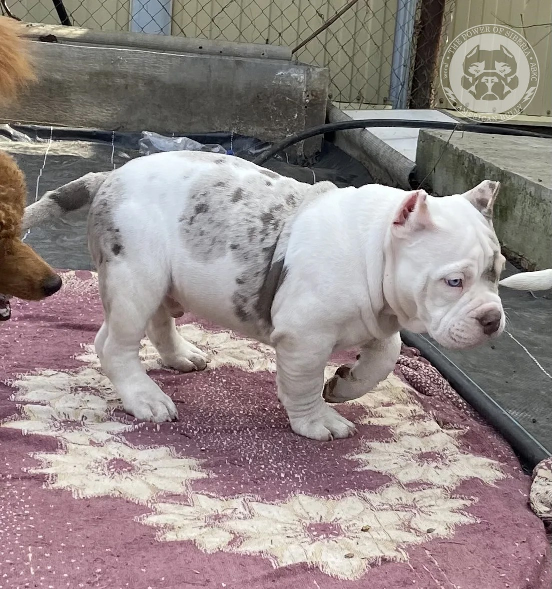 Свободные щенки Американский Булли, в типах покет, классик, стандарт. Американский Булли в г. Ростов-на-Дону. Питомник THE POWER OF SIBERIA