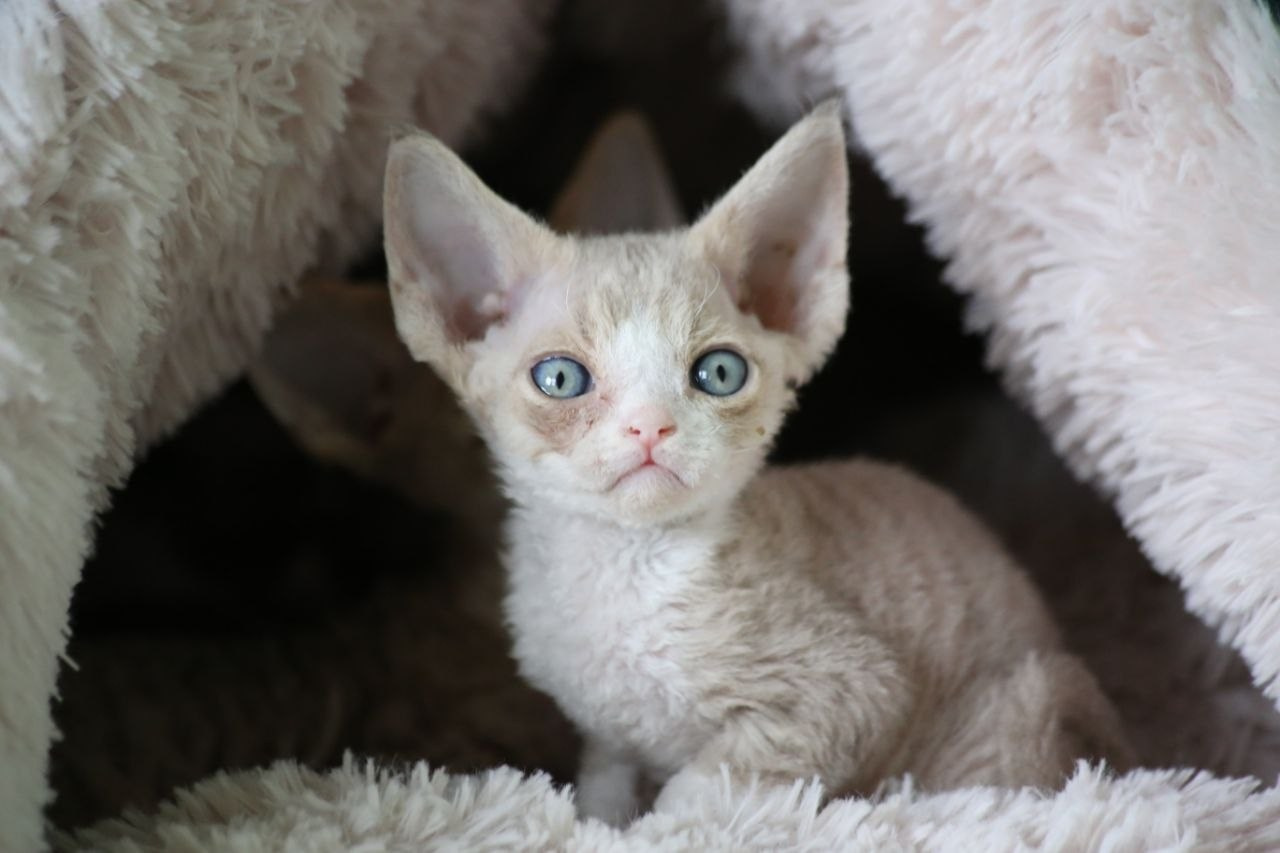 DRX q 03 котик Nevskiy Favorite Orion готов к резерву 🧿 д/р 25.02.26. Nevskiy Favorite — питомник девон-рексов в Санкт-Петербурге. Здоровые, ласковые и редкие котята