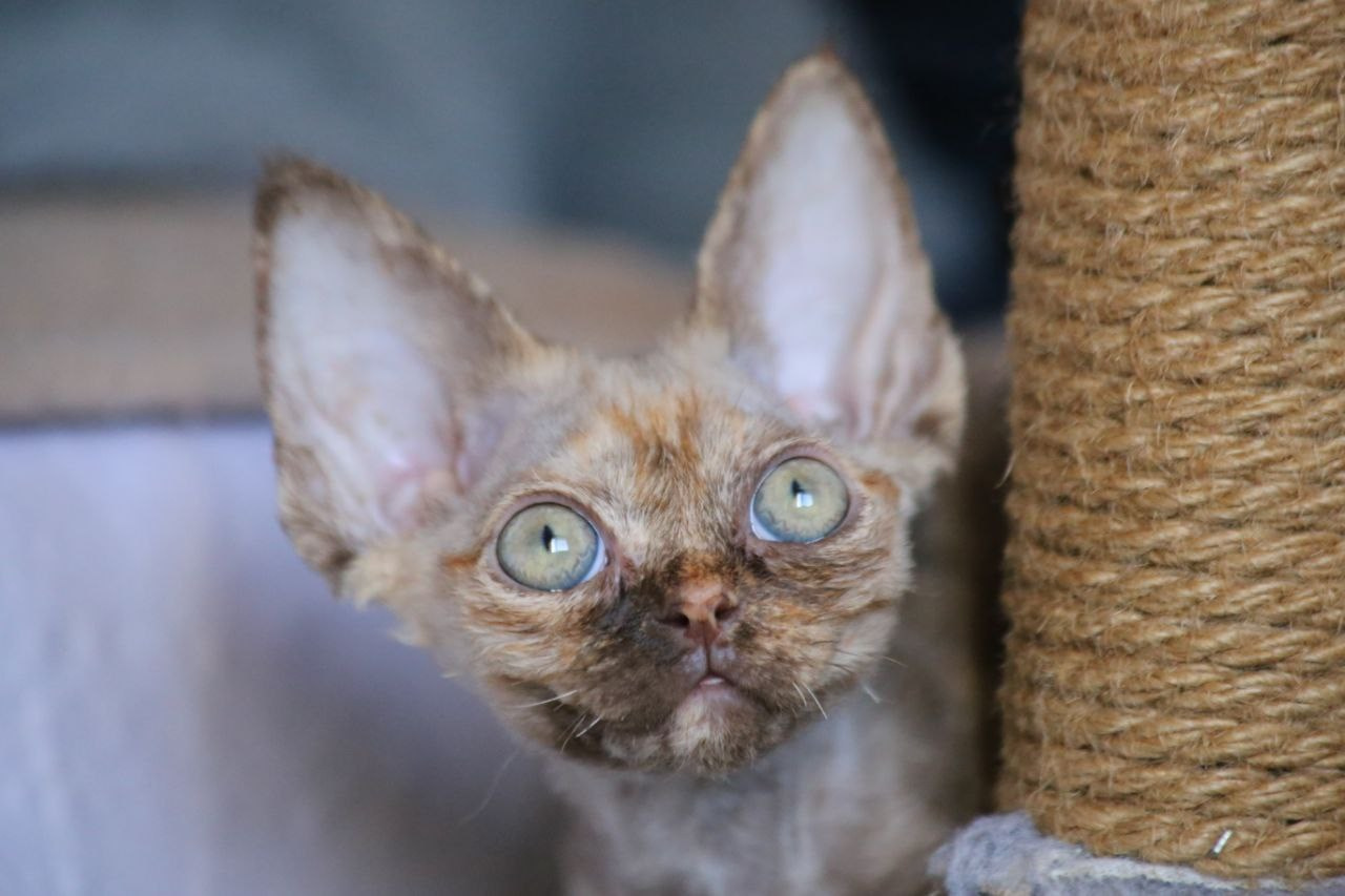 💜DRX h кошка Nevskiy Favorite Jacina д/р 15.11.25. Nevskiy Favorite — питомник девон-рексов в Санкт-Петербурге. Здоровые, ласковые и редкие котята