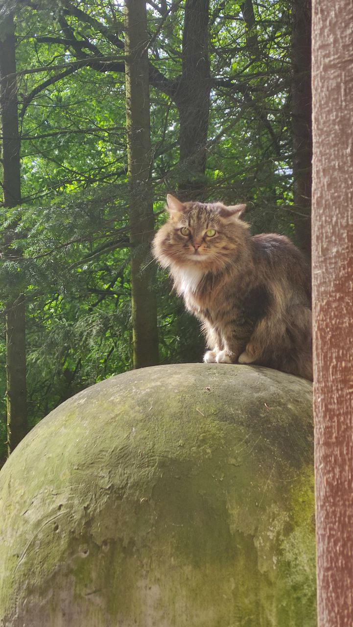 Мобильная съемка. Матвей Лебедев: фото и видео, сайты. Москва, Жуковский, Малаховка