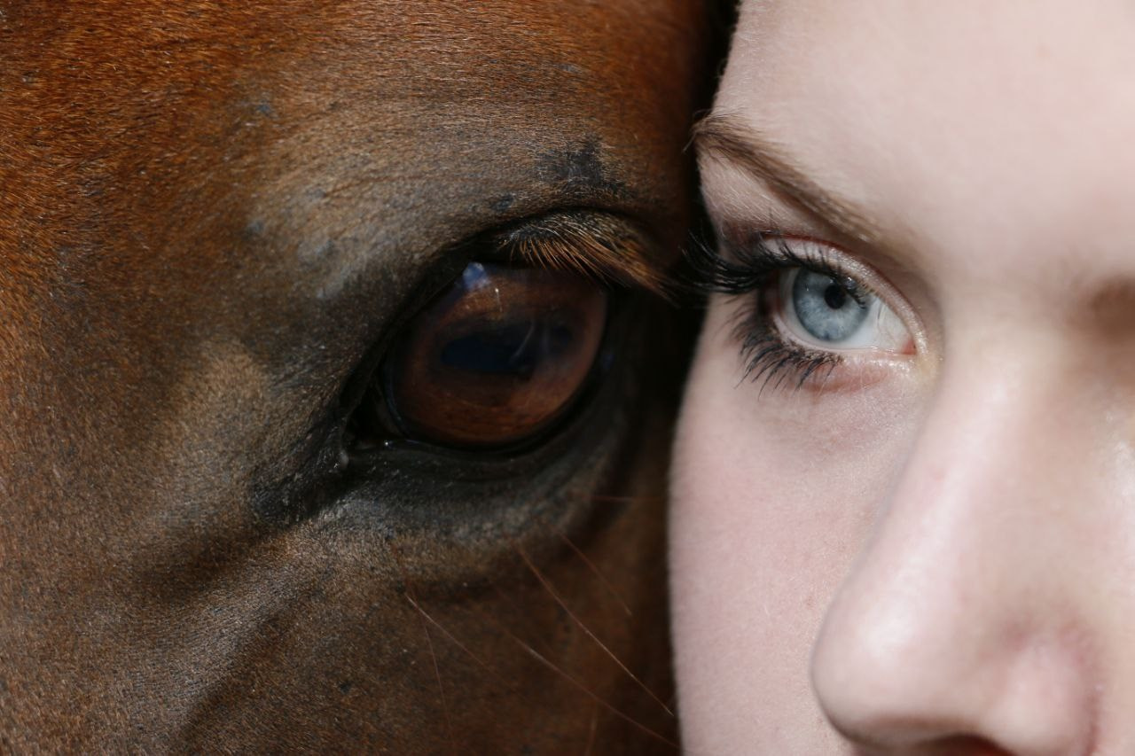Horses. AVE CONCEPT by German S