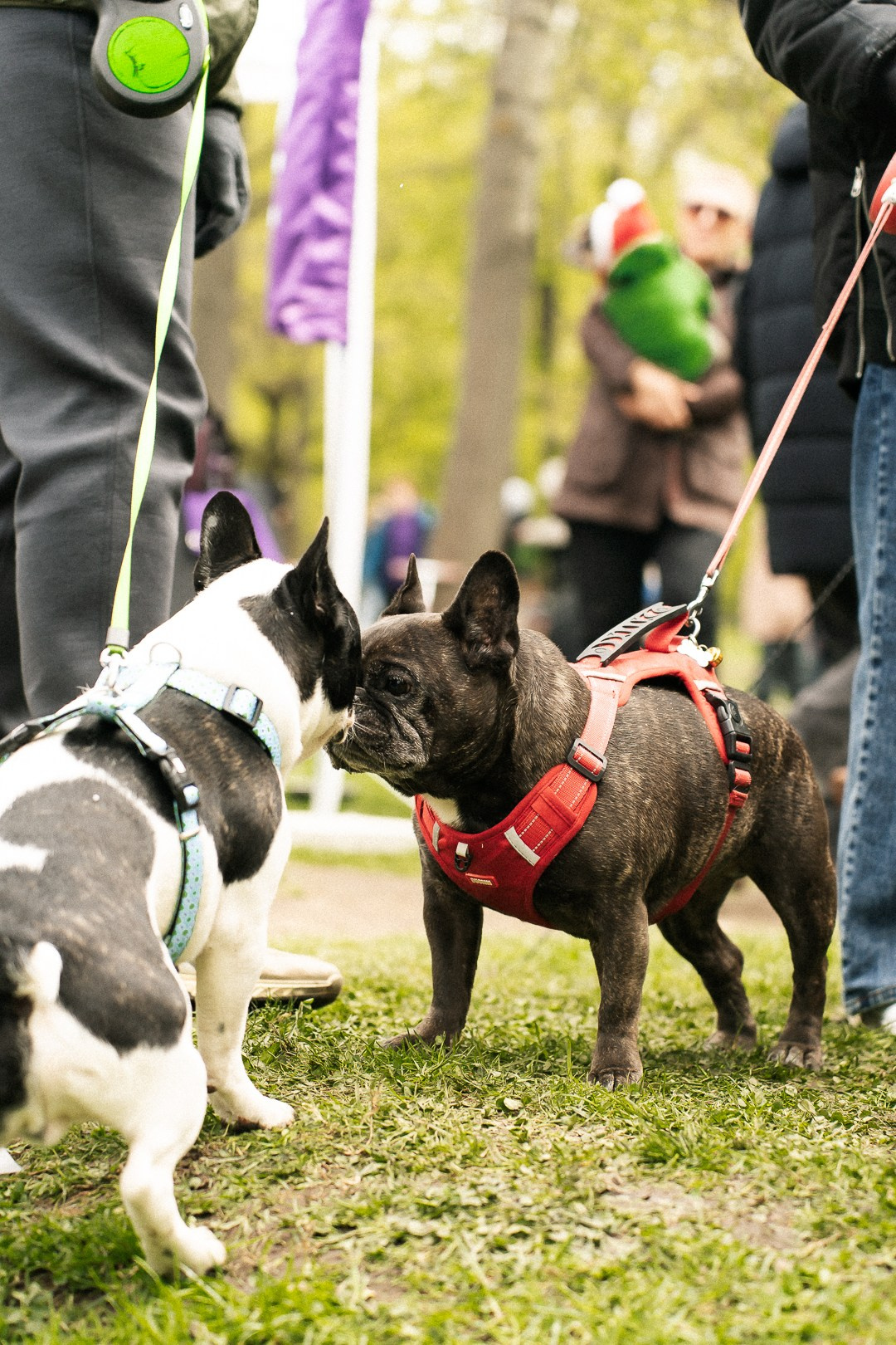 Парад Бульдогов. Axenov_eugene