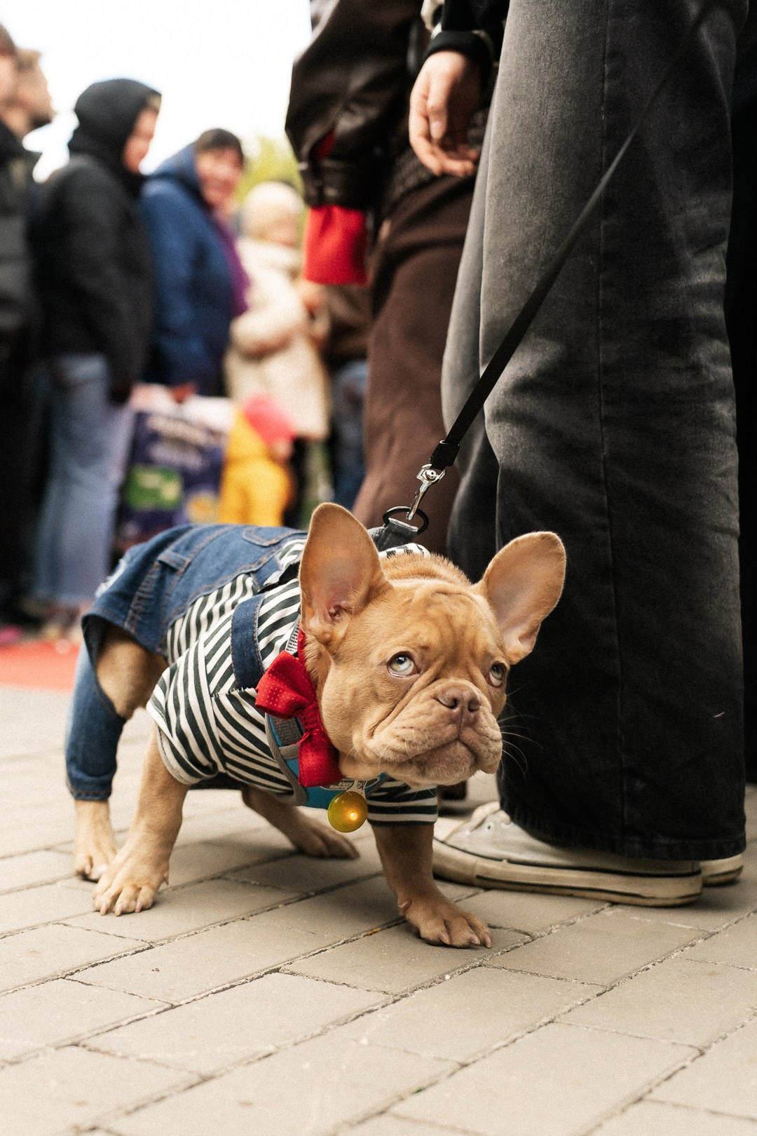 Парад Бульдогов. Axenov_eugene