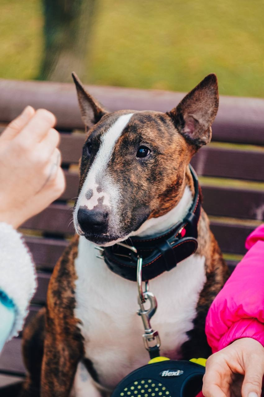 Dogs street. Профессиональный фотограф