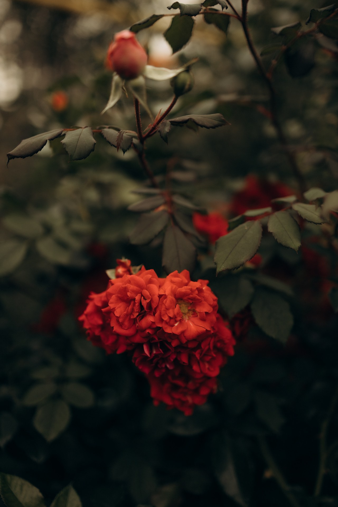 Фотопроект «Время Роз». Семейный фотограф в Ижевске Даша Денисова