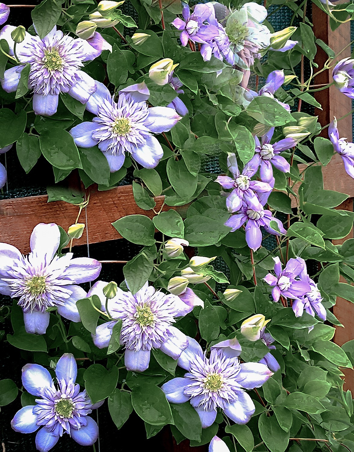 Парк-заповедник Купидон. Семейный фотограф в Димитровграде Елена Патрушева