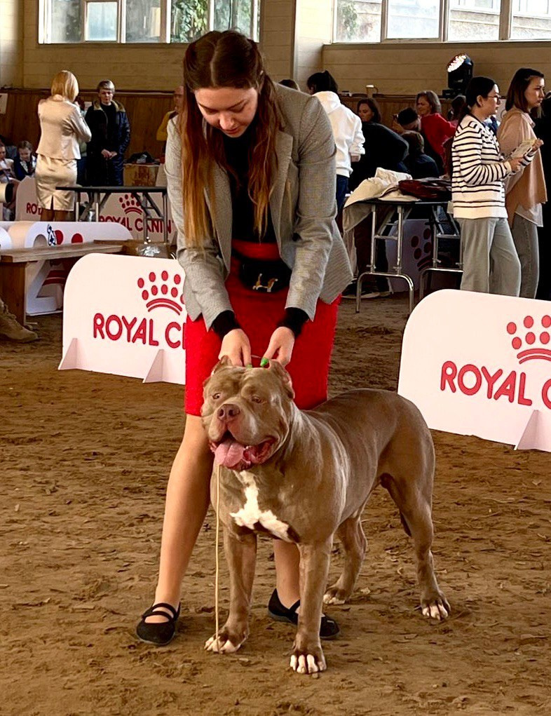 The official American Bully XL Nursery	in Tallinn, the official nursery of American Bullies XL	in Tallinn, The official Ambully XL nursery	in Tallinn, buy a puppy from the official kennel of American Bully XL	in Tallinn, ambully XL puppies for sale	in Tallinn, sale of ambuli XL	in Tallinn, American Bully Merle XL Puppy	in Tallinn, American Bully Merle XL Puppy	in Tallinn, 