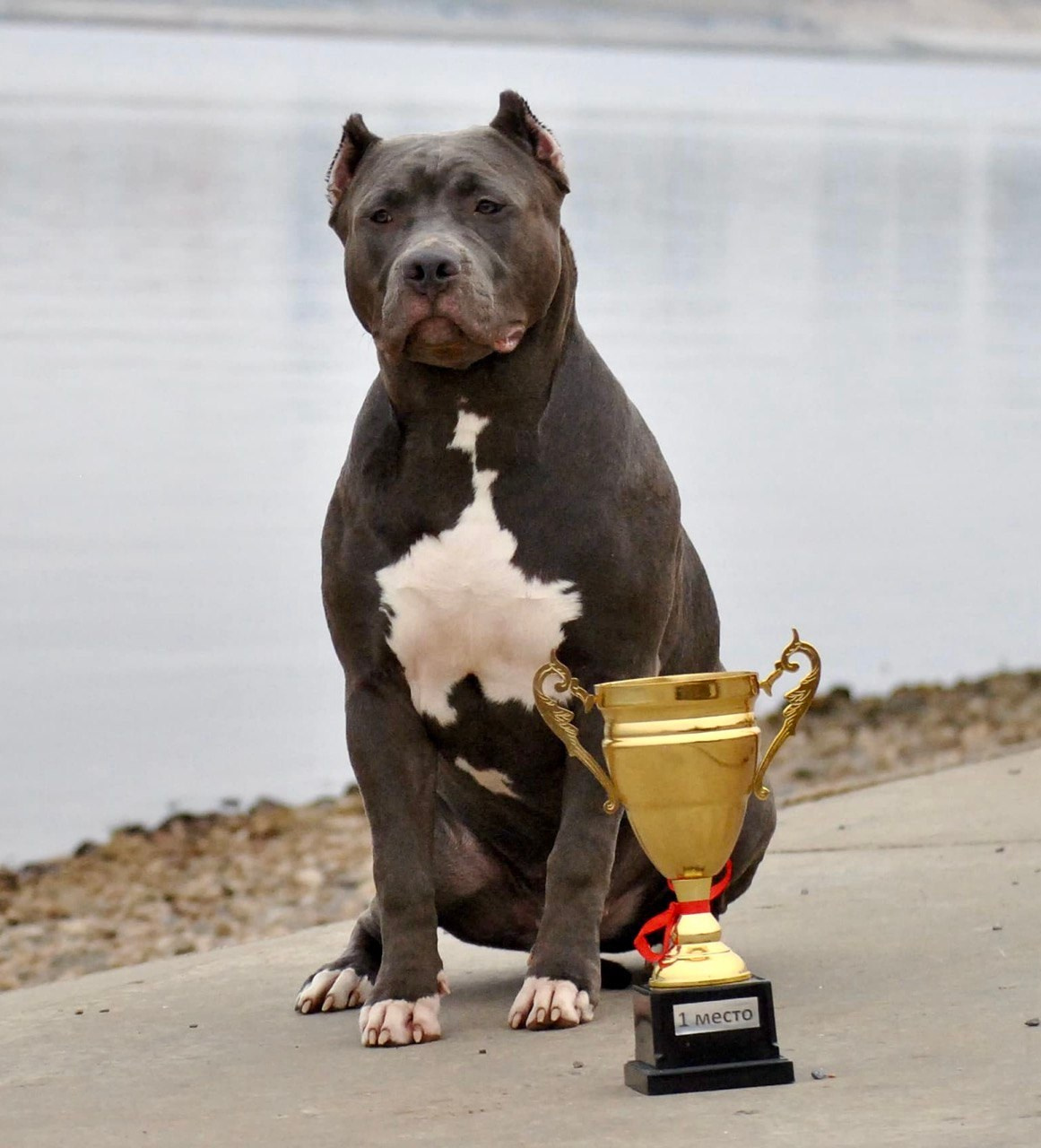 UPB’s Queenie & Zeus. 16.04.24. Американские булли XL в г. Калининград. Питомник Great Bully UNIVERSE