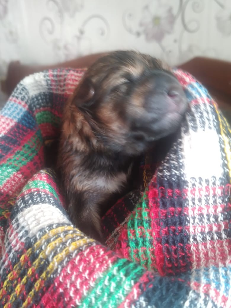 сиба питомник Рубилайт щенки на продажу rubylight  сиба щенки купить СПб Санкт-Петербург 