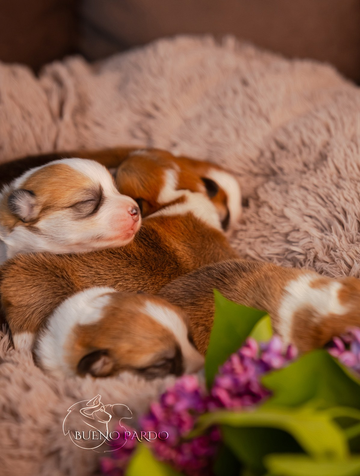 Щенки вельш корги пемброк из питомника. Питомник собак Акита, Хаски, Корги