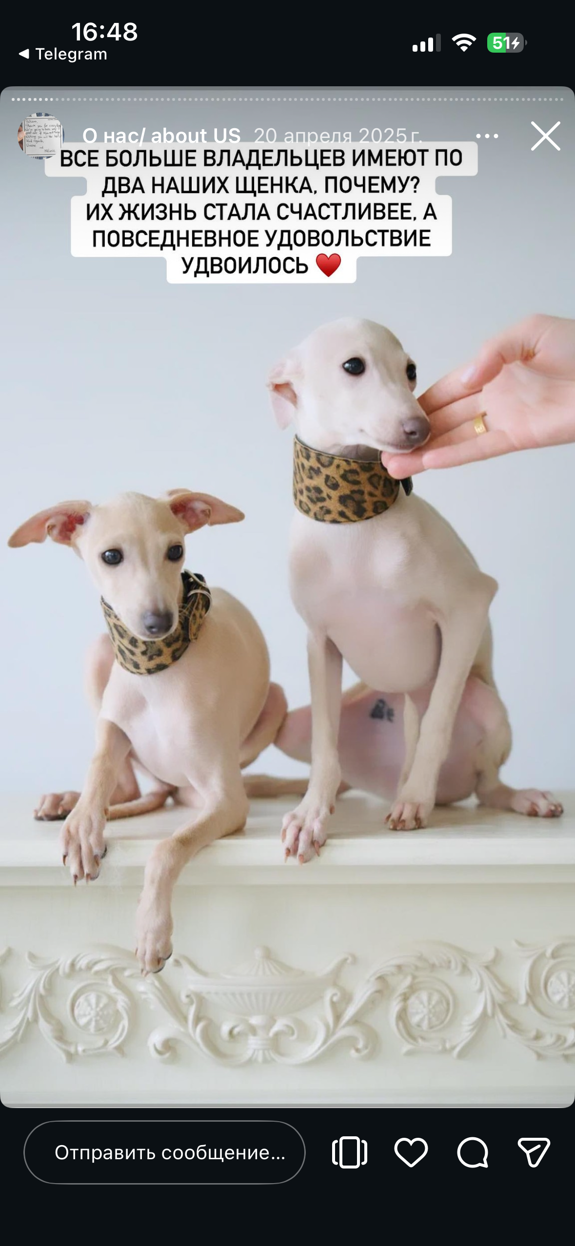 Отзывы от наших любимых владельцев. Профессиональный питомник левреток РКФ/FCI ASTI SAPPHIRE 💎 Сочи|Санкт-Петербург