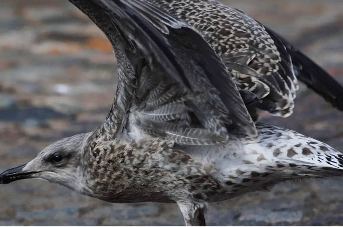 Птицы. Костюмер, художник кино и телевидения в спб