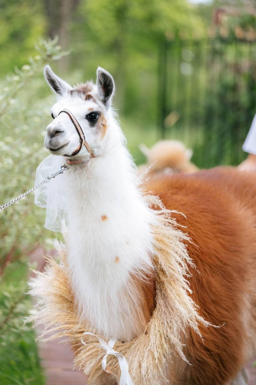 Шоу с Ламой. Подрядчики и друзья сети свадебных площадок House for wedding