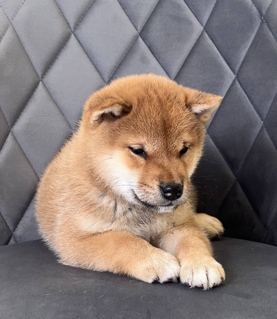 сиба питомник Рубилайт щенки на продажу rubylight  сиба щенки купить СПб Санкт-Петербург 