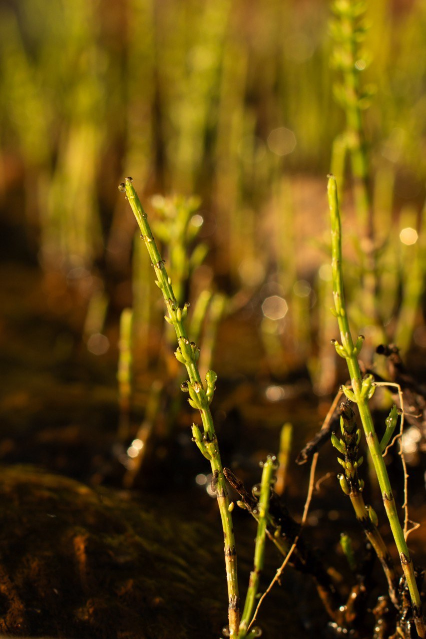 Макро. Фотографирую мир