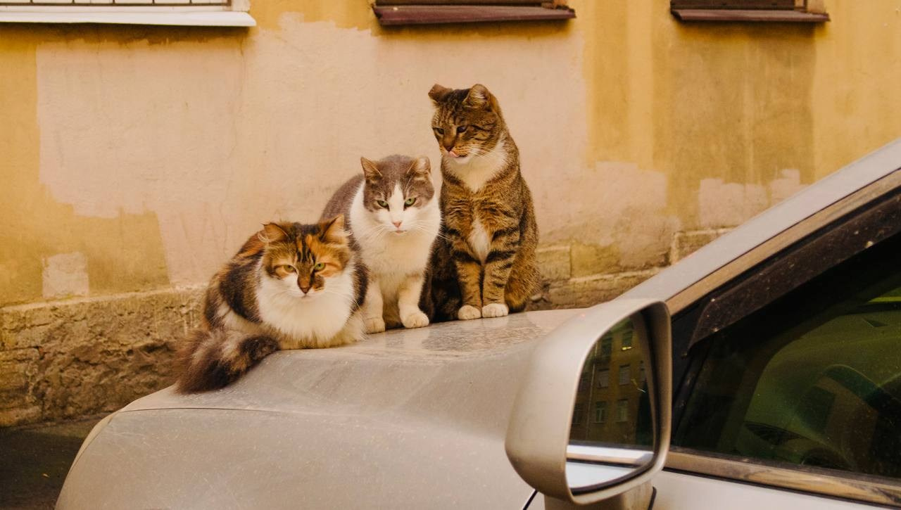 Street. Фотограф YODLUCE