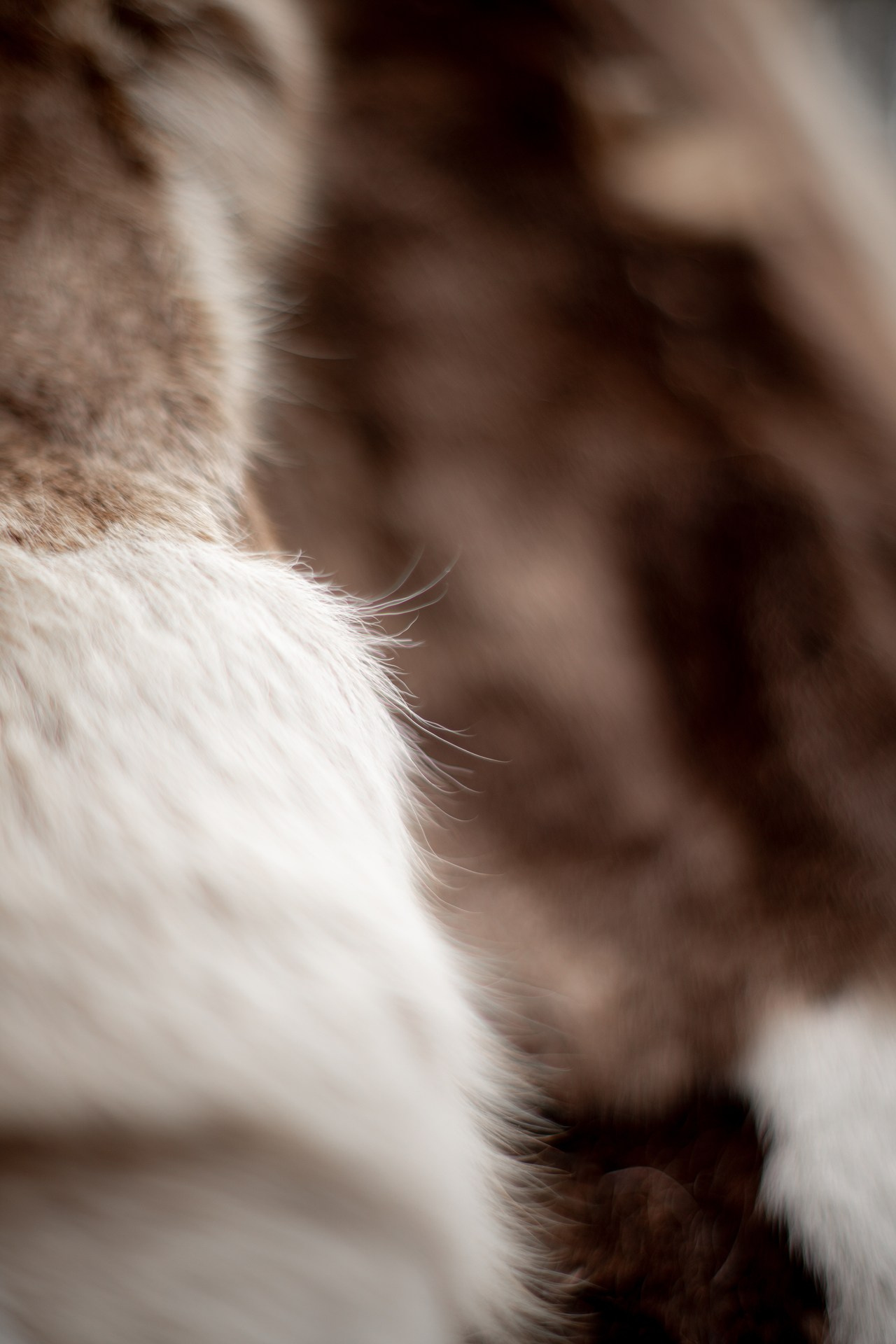 Аристократка Севера. Фотограф в Красноярске Нерозя Александр. Пейзаж, природа, портрет