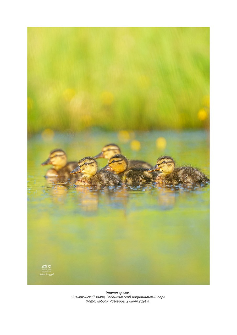 Фотовыставка «Дети природы». Фотограф Лубсан Чагдуров