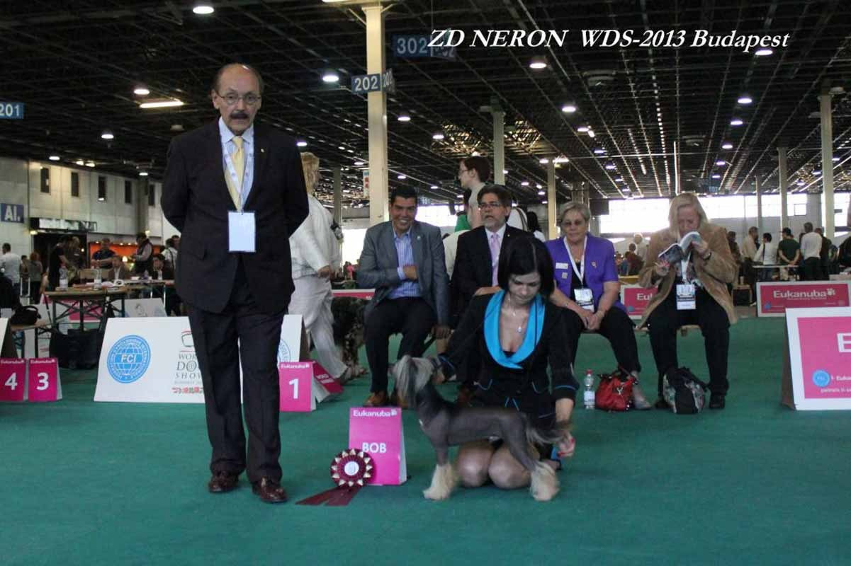 Zlato Dinastii Neron - Чемпион Мира 2013 год. Пьедестал почёта!