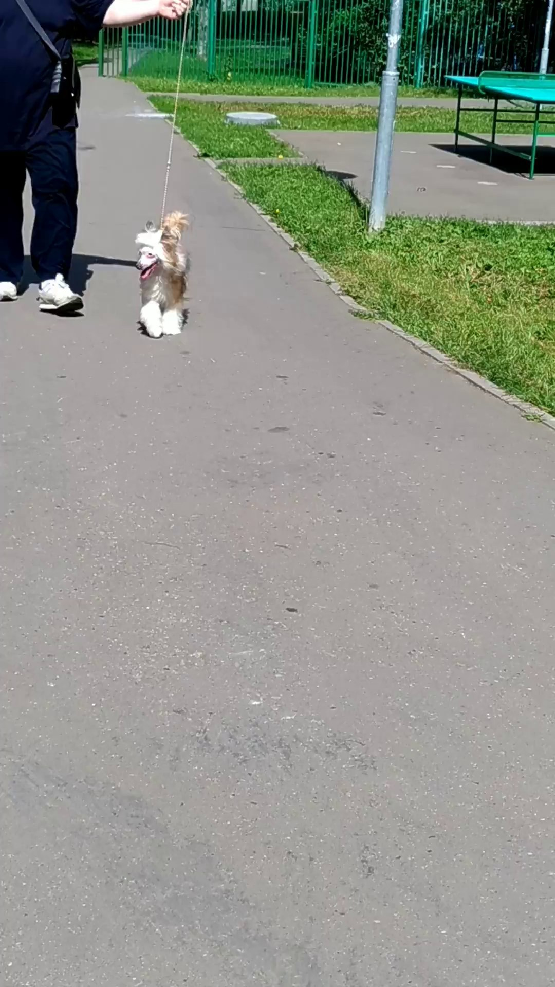 Barthelamew is leaving. Poale Ell Chinese Crested Dog Kennel: Buy a puppy from the kennel