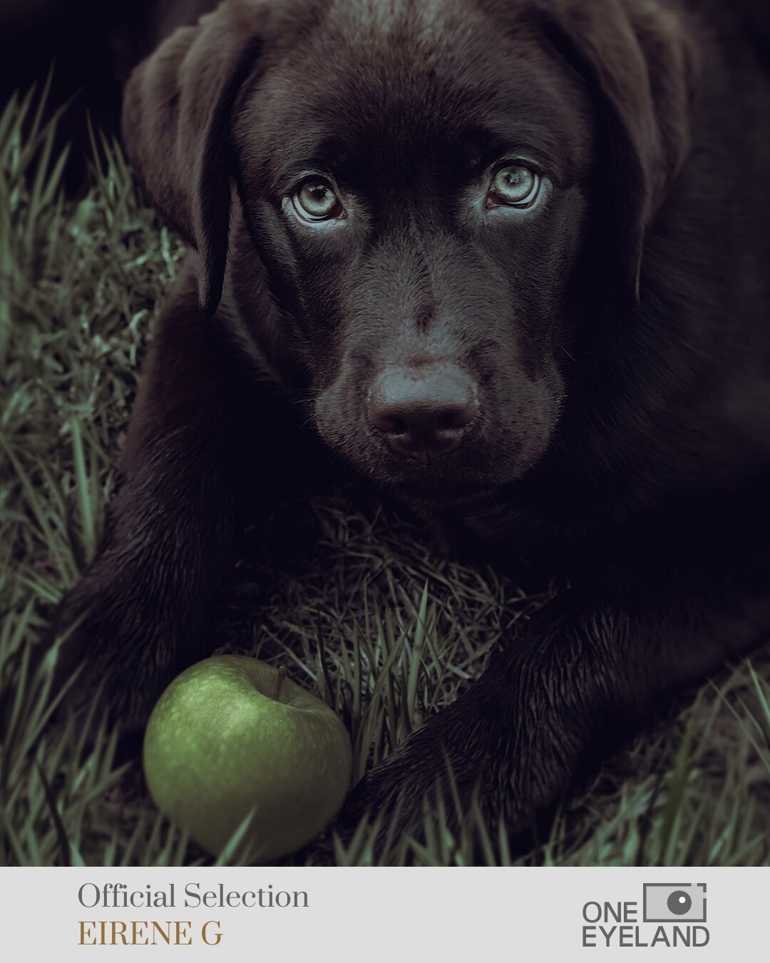 ONEEYELAND GALLERY. Eirene G |  Photoartist | Flowers from my garden