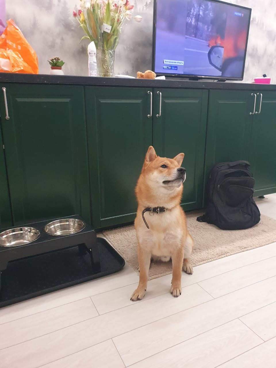 сиба питомник Рубилайт щенки на продажу rubylight  сиба щенки купить