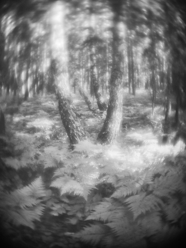 Forest dancing. Landscape Photography by Aleksandr Leshchenok