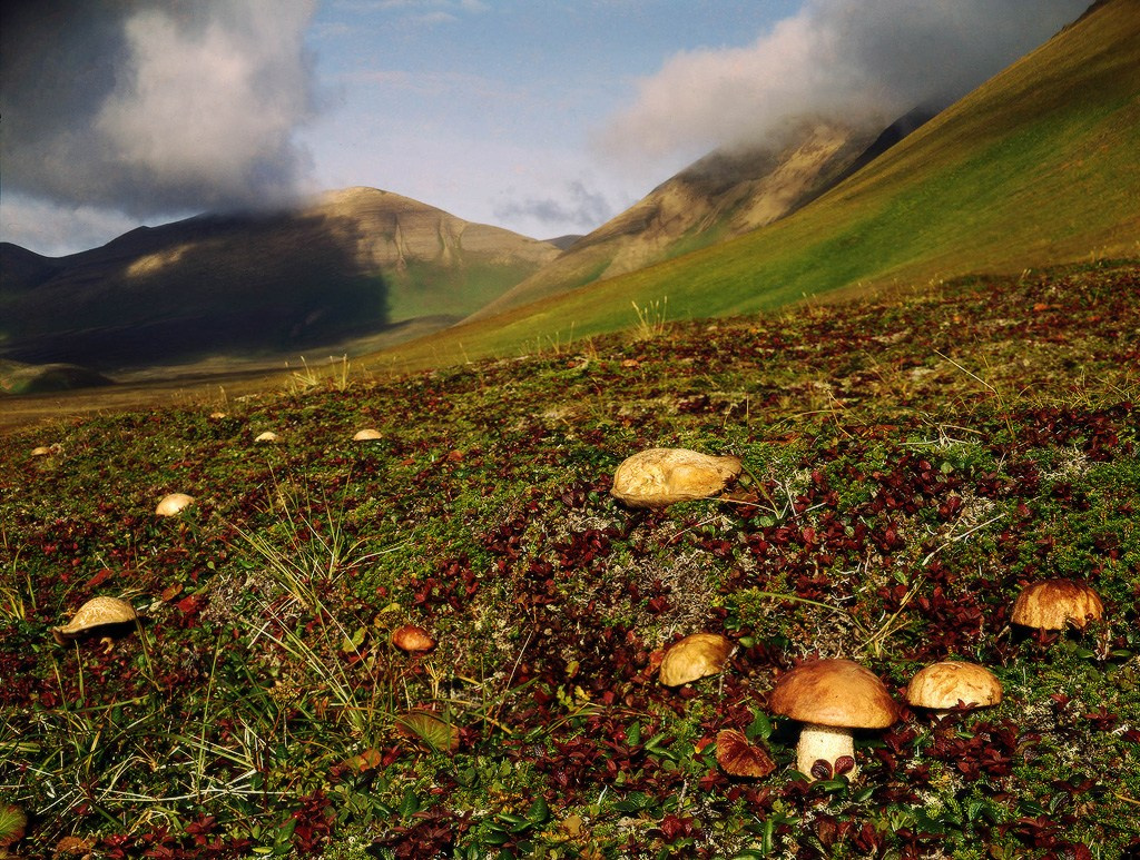 Командорская тундра