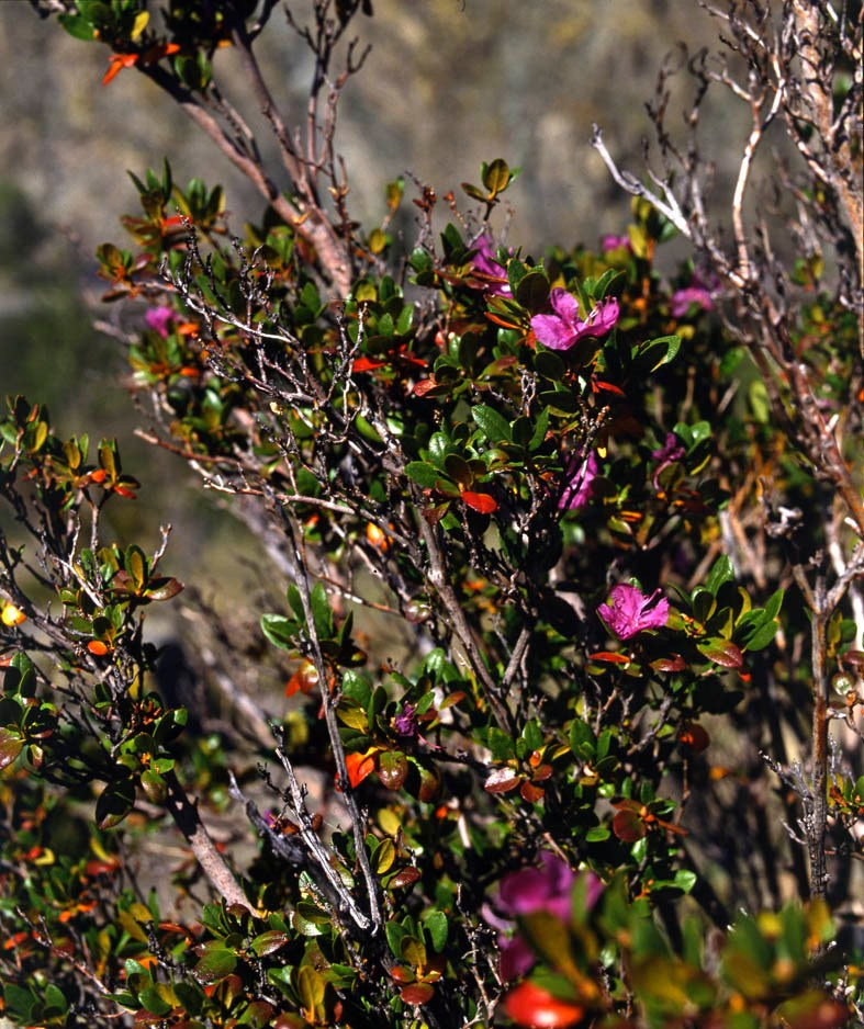 Саяны. ВАДИМ ГИППЕНРЕЙТЕР — ВЕЛИКИЙ ФОТОГРАФ ЗЕМЛИ РУССКОЙ