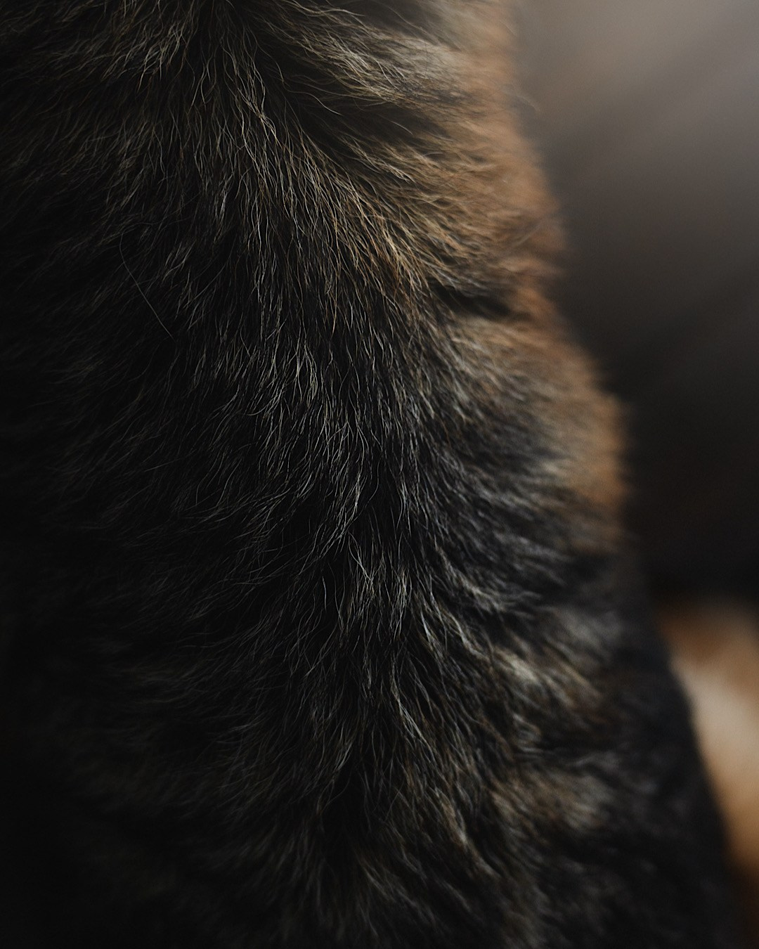 Вика и Фрея. Фотограф анималист в Москве и Санкт-Петербурге Свиридова Анна