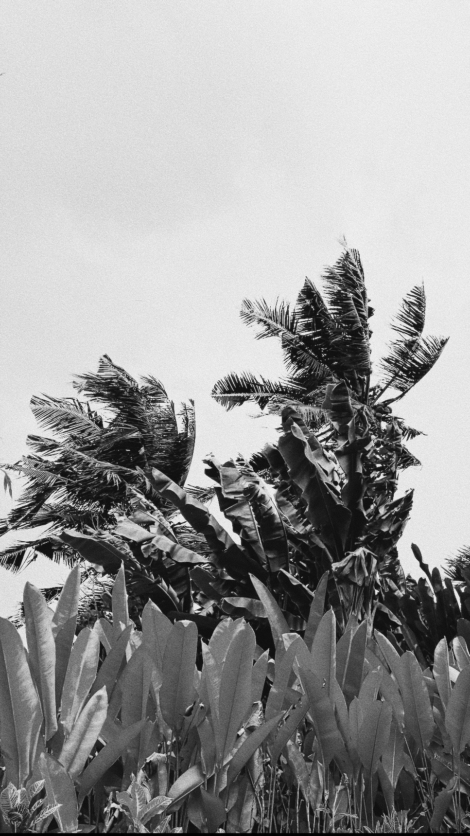 Who u are?. Carolinetru