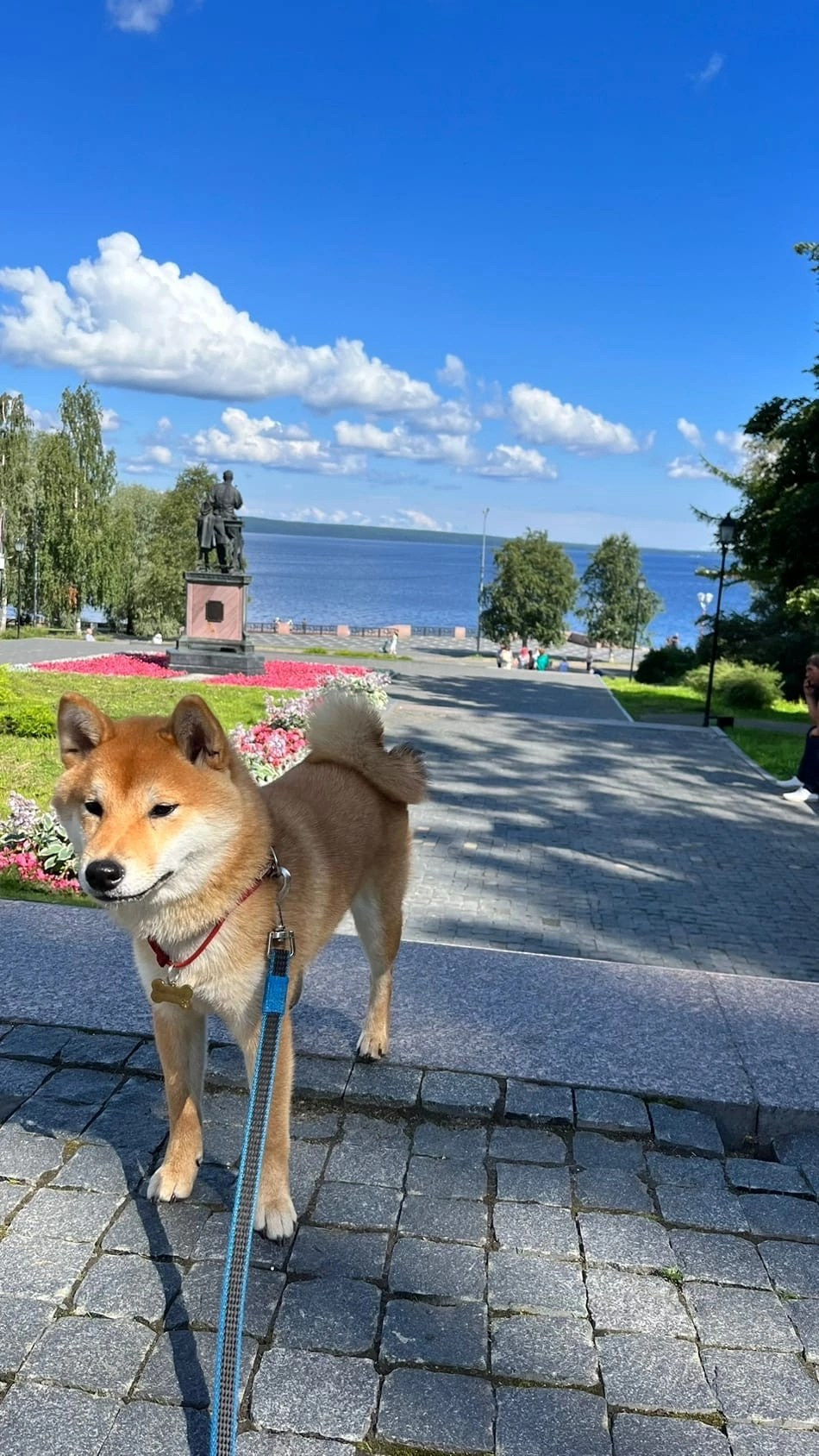 сиба питомник Рубилайт щенки на продажу rubylight  сиба щенки купить