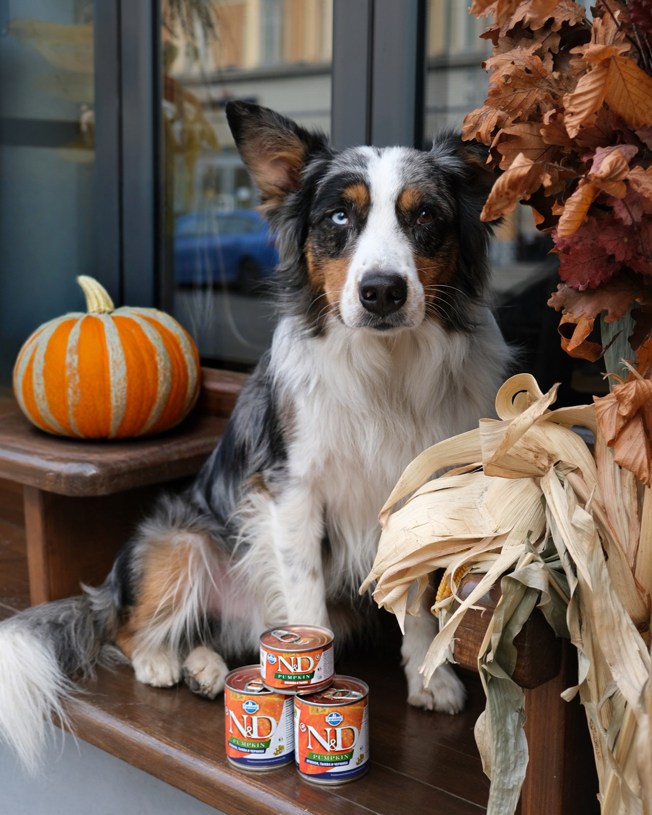 Farmina Pet Fods. Anna Prokhorova Photography