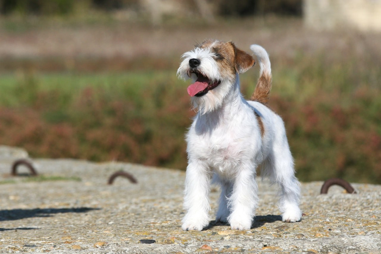 Lovely -Orange Team Spirit. Lovely-Orange питомник джек рассел терьеров