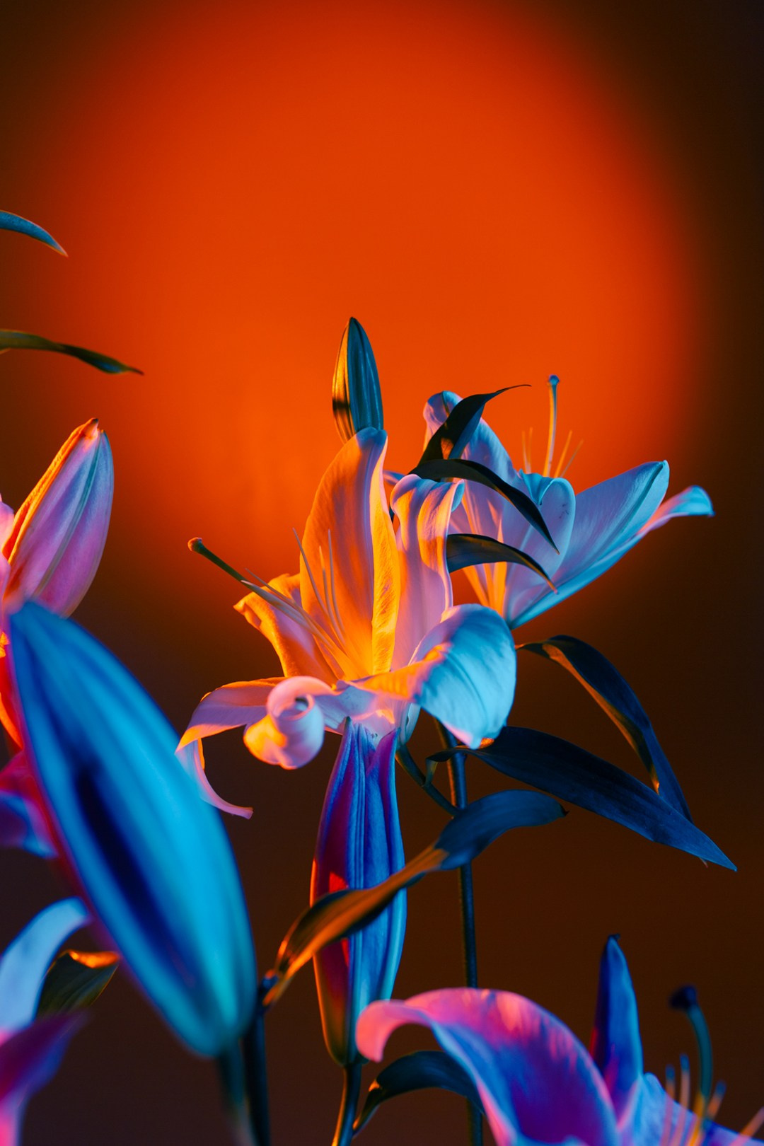 ЦВЕТНОЙ СВЕТ. Фотограф Оля Батист