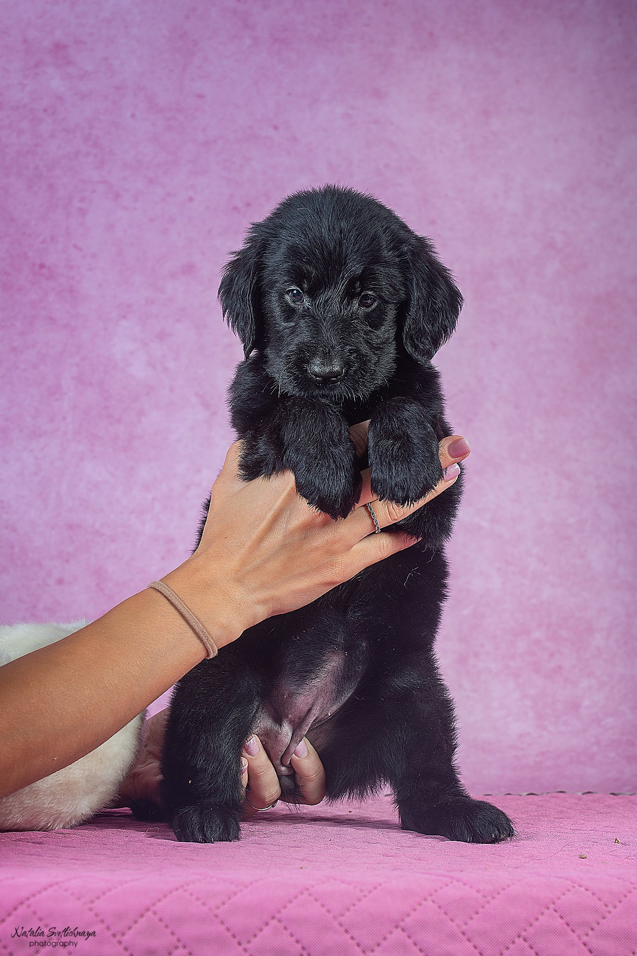Прямошерстный ретривер (щенки). Фотограф-анималист Наталья Светличная