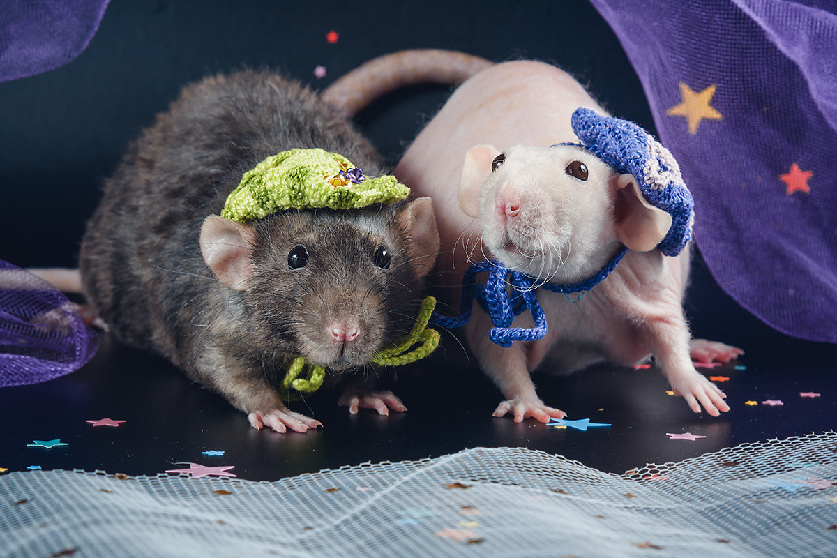 Ваш фотограф в Санкт-Петербурге. Фотограф Светлана Пажильцева