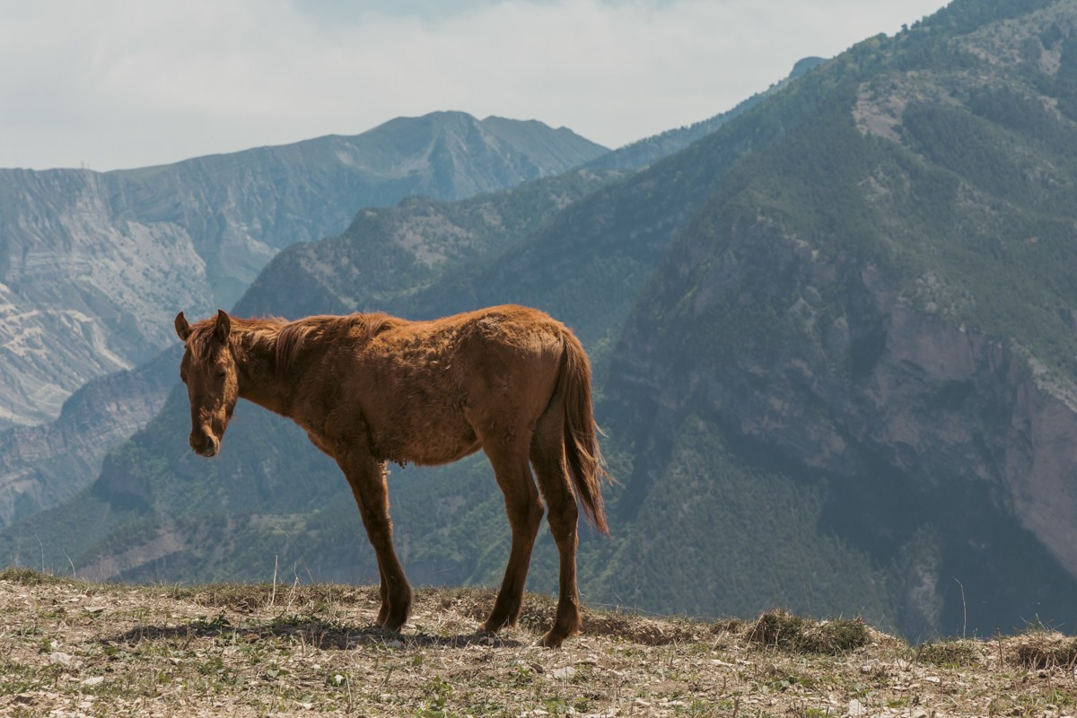 Животные. Photomantis