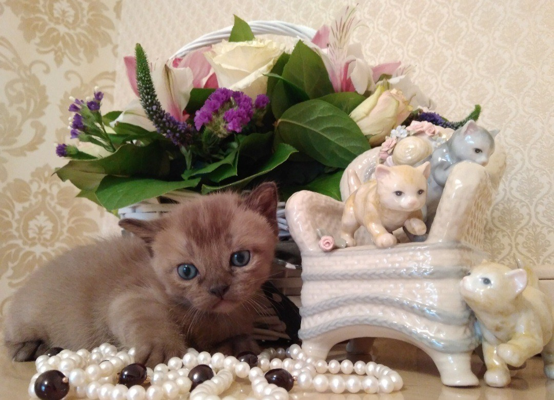 Котёнок американской бурмы. Las Burmas — питомник американской бурмы традиционных линий