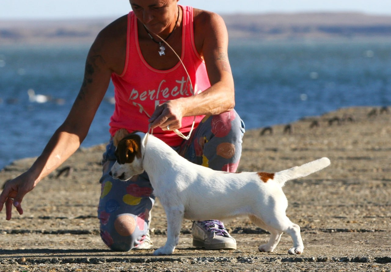 Lovely-Orange Avrora. Lovely-Orange питомник джек рассел терьеров