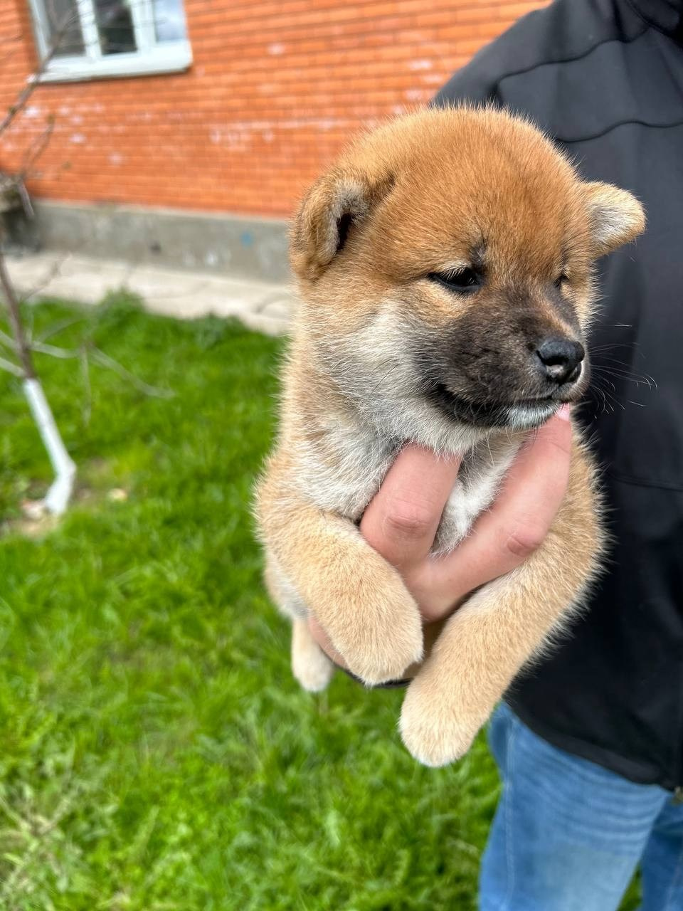 сиба питомник Рубилайт щенки на продажу rubylight  сиба щенки купить СПб Санкт-Петербург