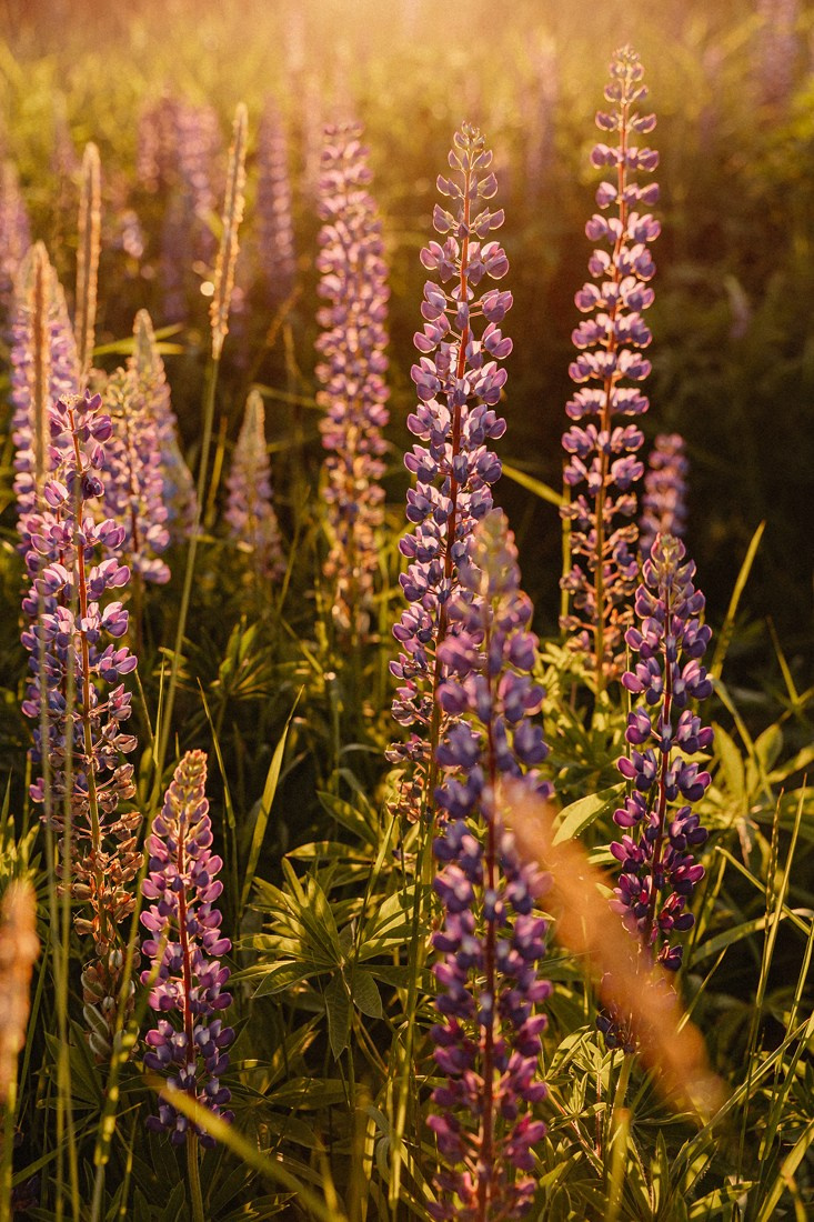 S+N. Портретный и Семейный фотограф в Санкт-Петербурге Rocket Alice